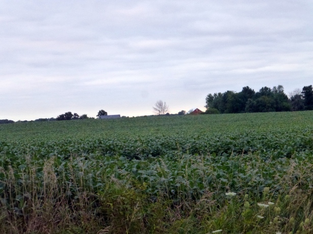 A Soy Bean field - the view behind our temporary home